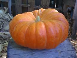 pumpkin